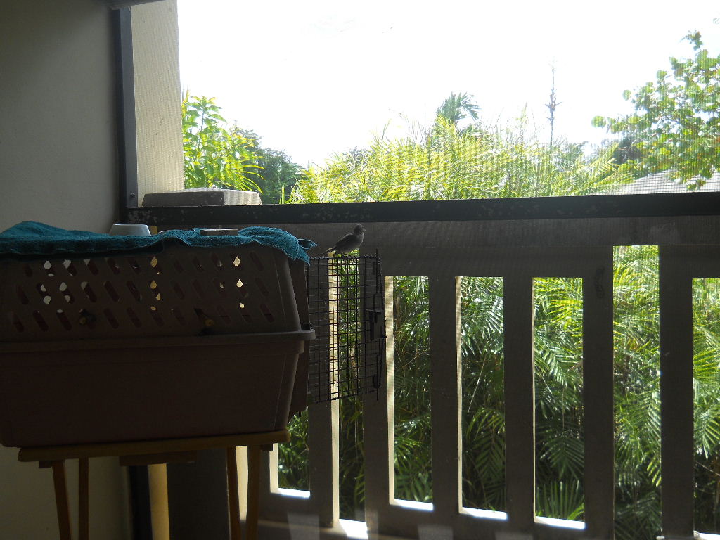 Jamie the bird enjoying her balcony.