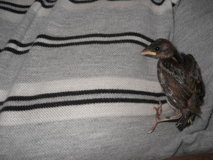 Our Nicolas is happy we a &quot;new baby&quot; in the family.