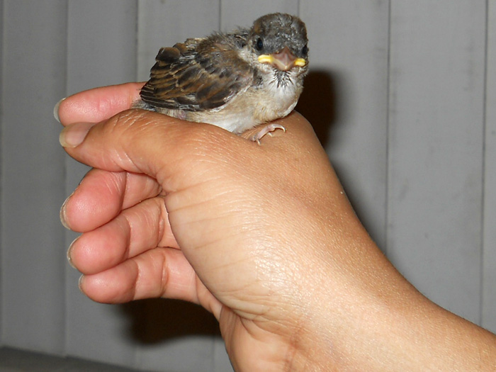 More Feathers on day 10 after hatching