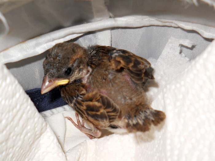Lavina in her flex Halloween pumpkin bag, the bag makes it easy to carry her around.