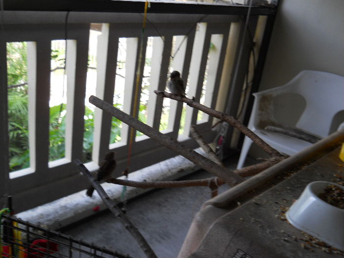 Jamie and Lavina Share the Enclosed Balcony