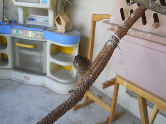 Pretty Jamie, se is very relaxed with the presence of Lavina