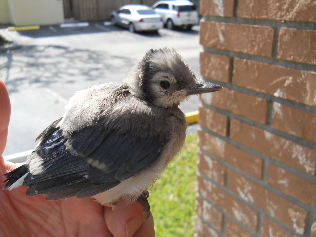 He made it through night, and now Jason is setting him in a safe spot for his parents to find him.