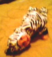 I'm a Zebra!!