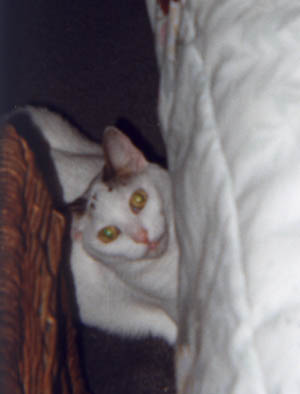 kai-hide.jpg (18517 bytes)