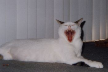 katy-mouth.jpg (25951 bytes)