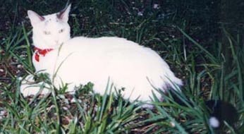 This is my backyard.