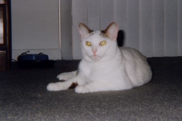 katy-posing.jpg (4807 bytes)