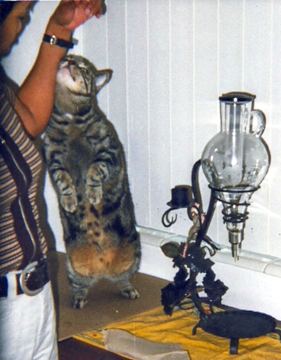 misky-drool.jpg (17361 bytes)