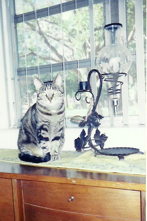 Relax mouse,  I'll chase you later.